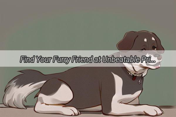 Find Your Furry Friend at Unbeatable Prices The Ultimate Guide to Affordable Puppies